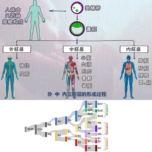 小鼠早期胚胎發(fā)育過(guò)程中全胚層譜系發(fā)生的時(shí)空轉錄組圖譜