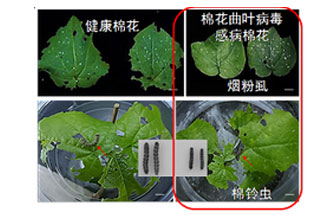 近日，微生物研究所發(fā)現雙生病毒調控植物免疫平衡實(shí)現全新生態(tài)功能