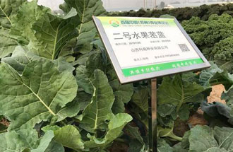 官渡孫莊鄉謠農場(chǎng)園區