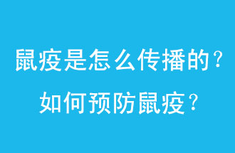 鼠疫是怎么傳播的？如何預防鼠疫？